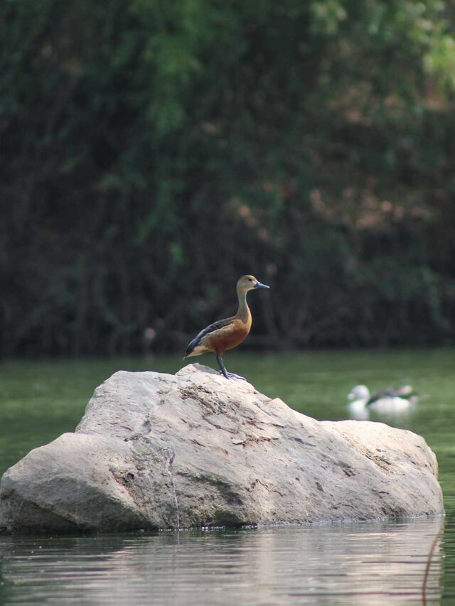 Jambughoda Wildlife Sanctuary