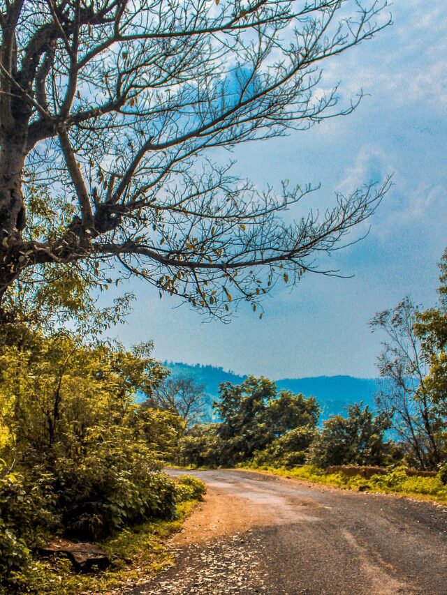 india-wilson-hills-hill-station-hills-tress